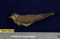 藏品(燕鴴)的圖片